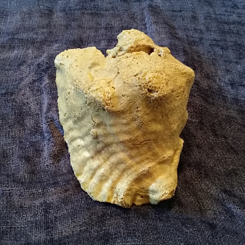 Conch Shell - Picture 2 of 6